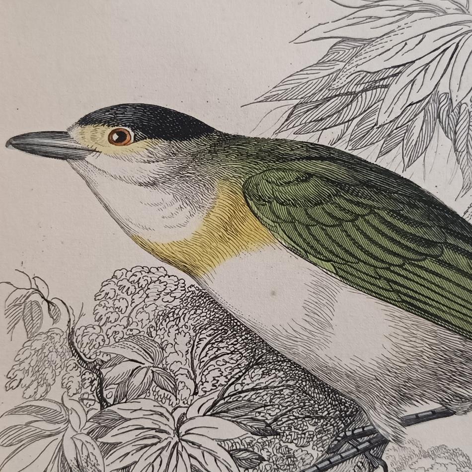 A Set Of 19th Century Framed Bird Engravings By William Swainson