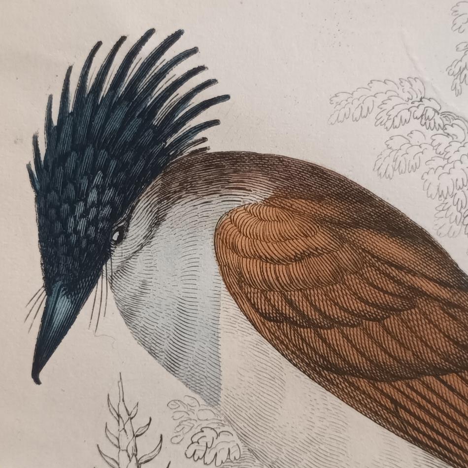 A Set Of 19th Century Framed Bird Engravings By William Swainson
