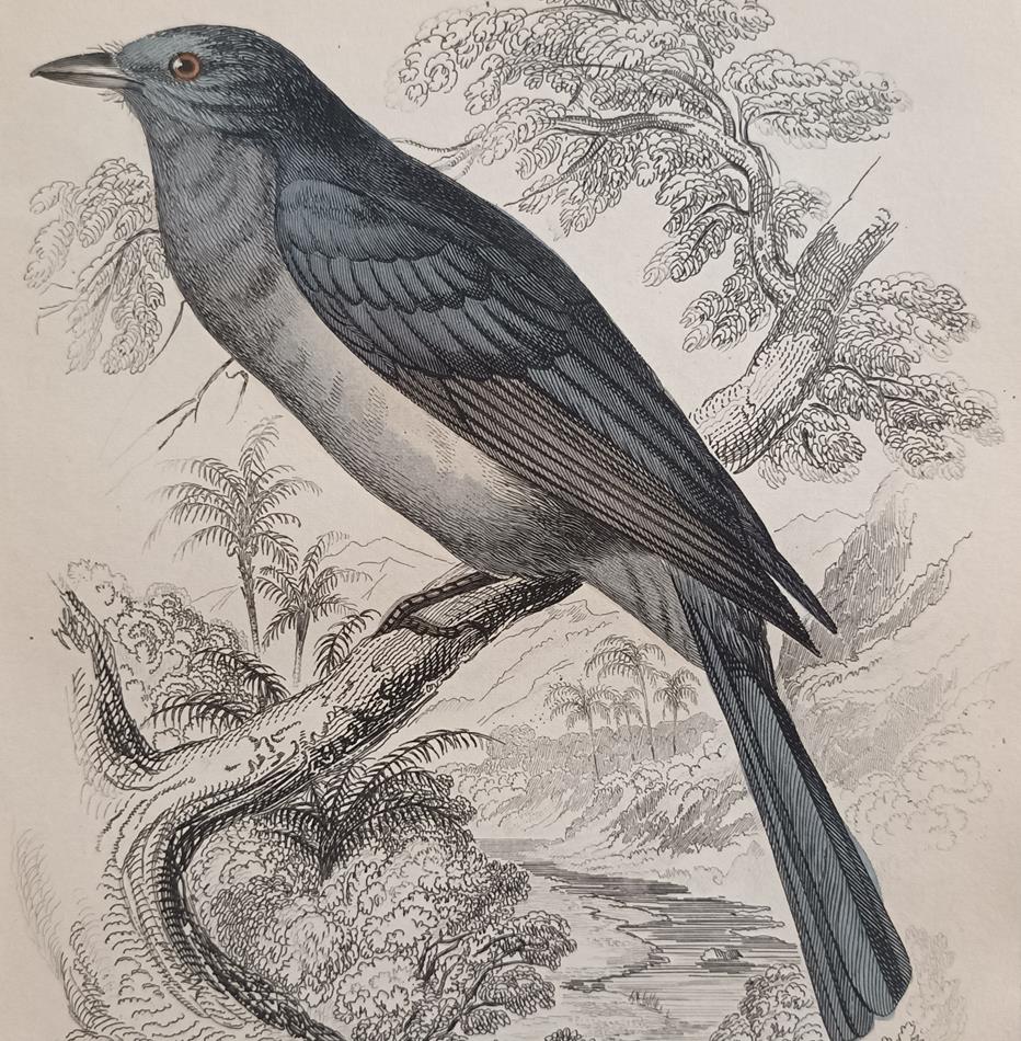 A Set Of 19th Century Framed Bird Engravings By William Swainson