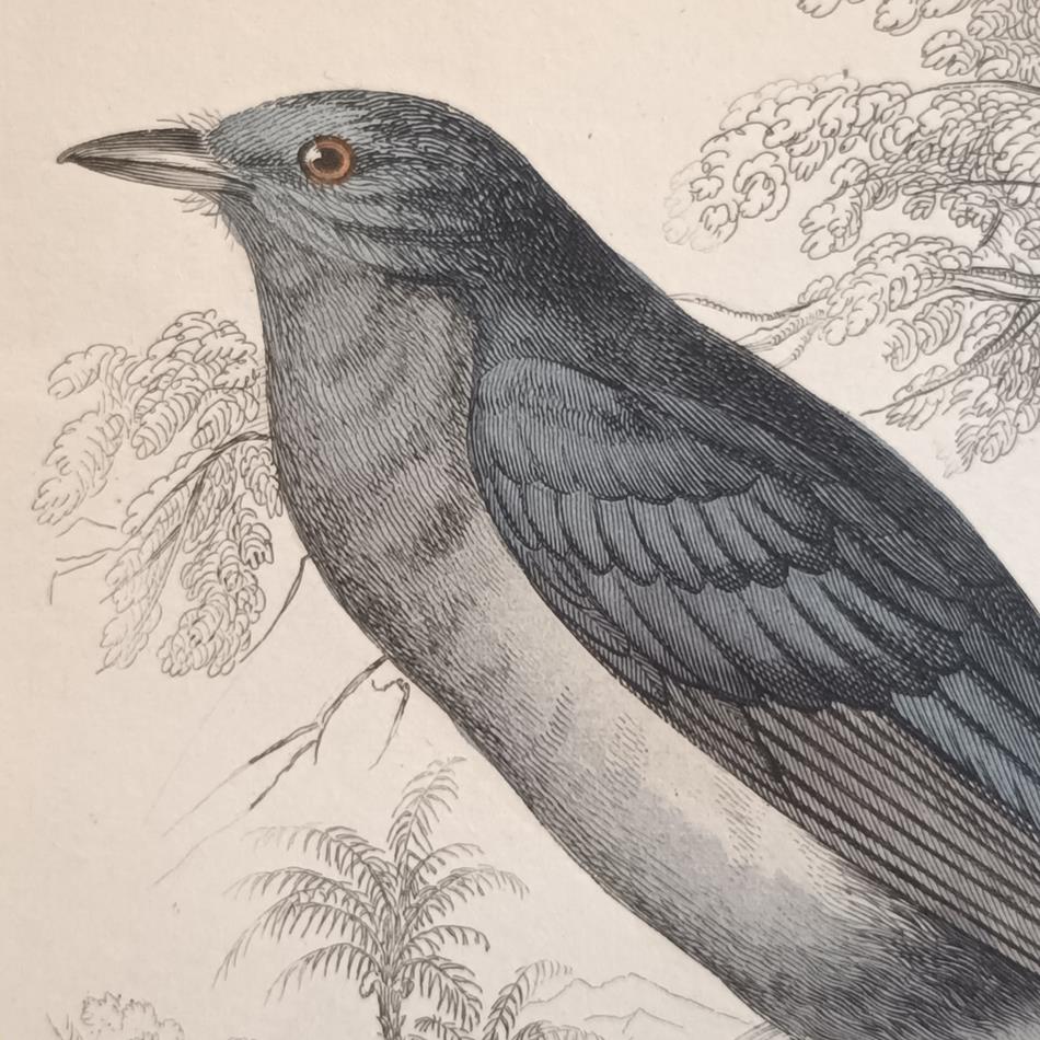A Set Of 19th Century Framed Bird Engravings By William Swainson
