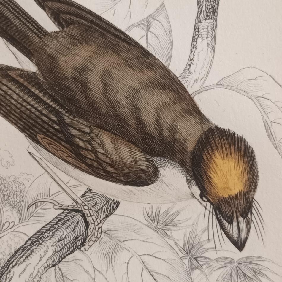 A Set Of 19th Century Framed Bird Engravings By William Swainson