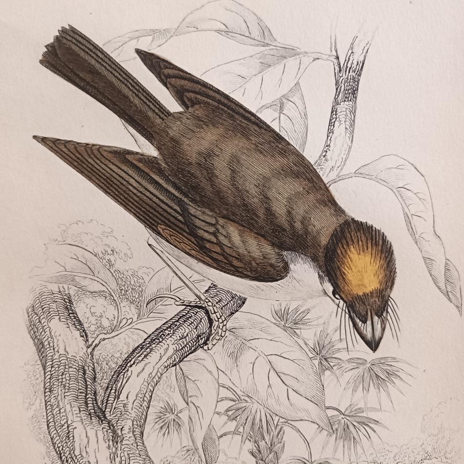A Set Of 19th Century Framed Bird Engravings By William Swainson