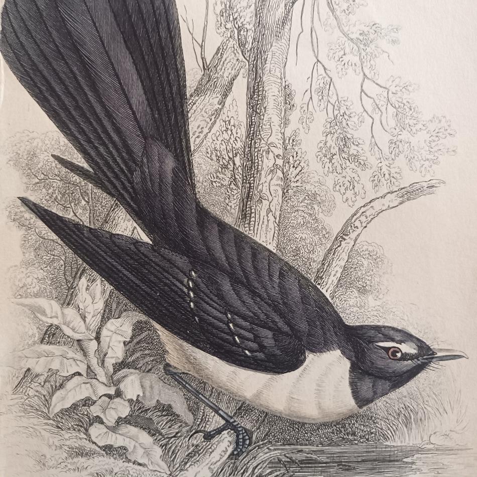 A Set Of 19th Century Framed Bird Engravings By William Swainson