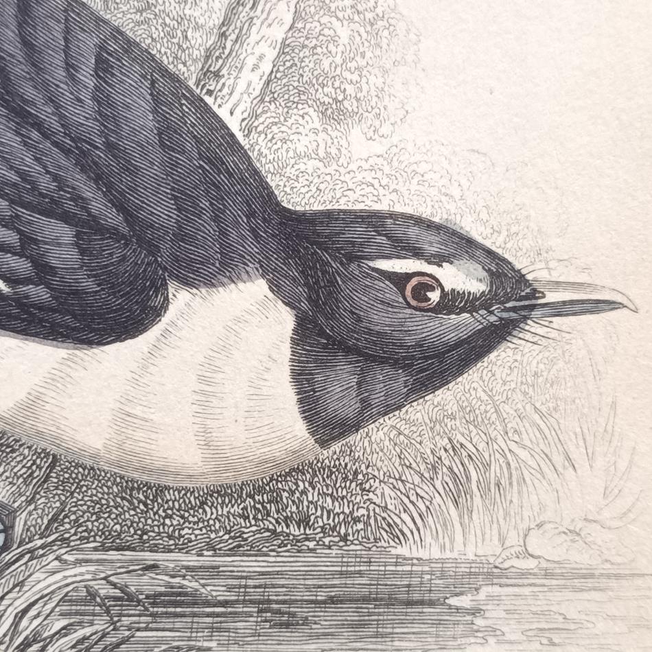 A Set Of 19th Century Framed Bird Engravings By William Swainson