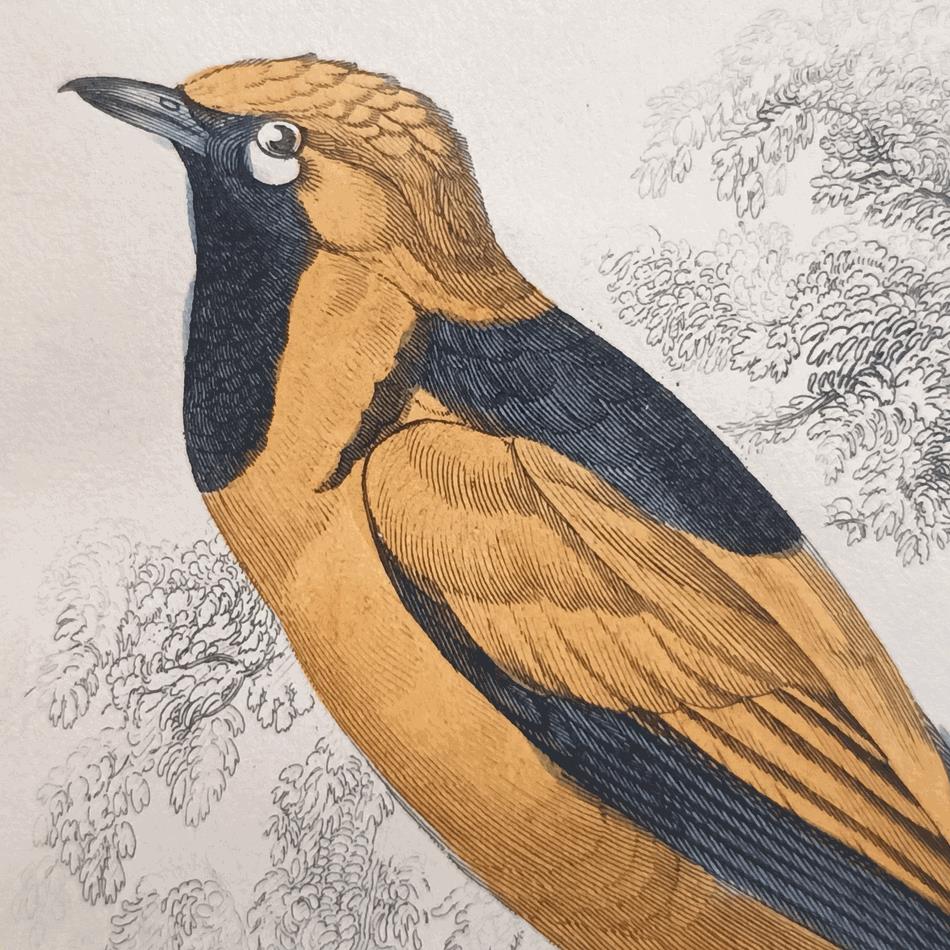 A Set Of 19th Century Framed Bird Engravings By William Swainson