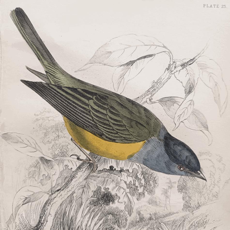 A Set Of 19th Century Framed Bird Engravings By William Swainson