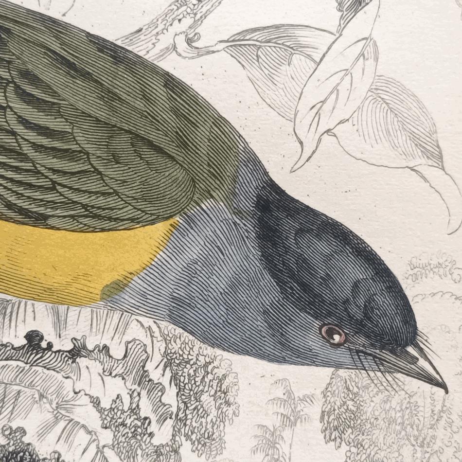 A Set Of 19th Century Framed Bird Engravings By William Swainson