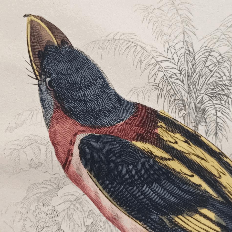 A Set Of 19th Century Framed Bird Engravings By William Swainson