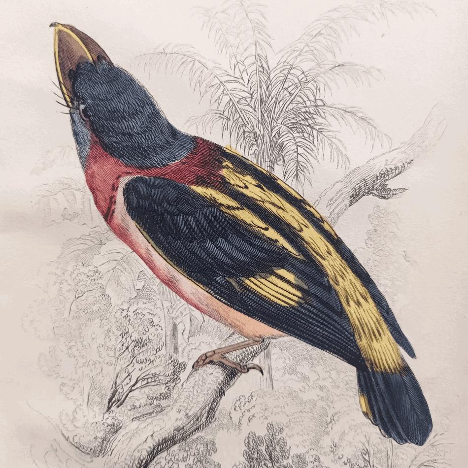 A Set Of 19th Century Framed Bird Engravings By William Swainson