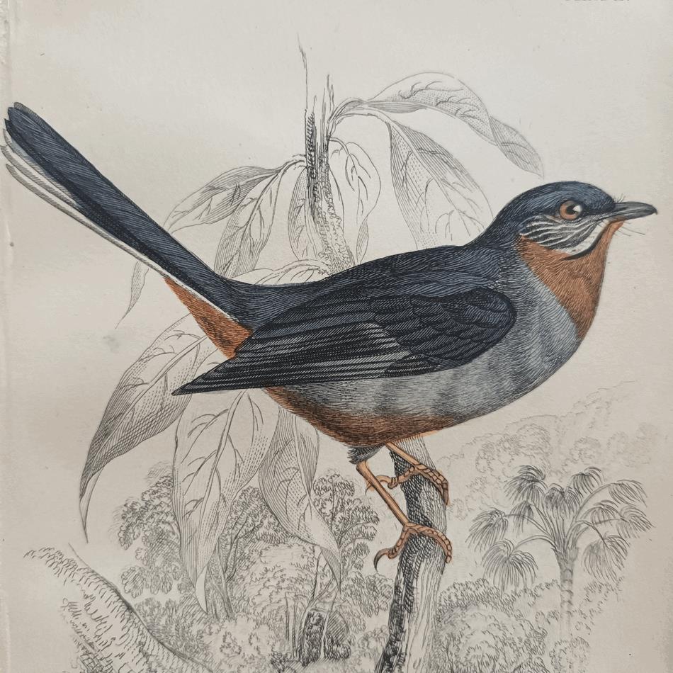 A Set Of 19th Century Framed Bird Engravings By William Swainson