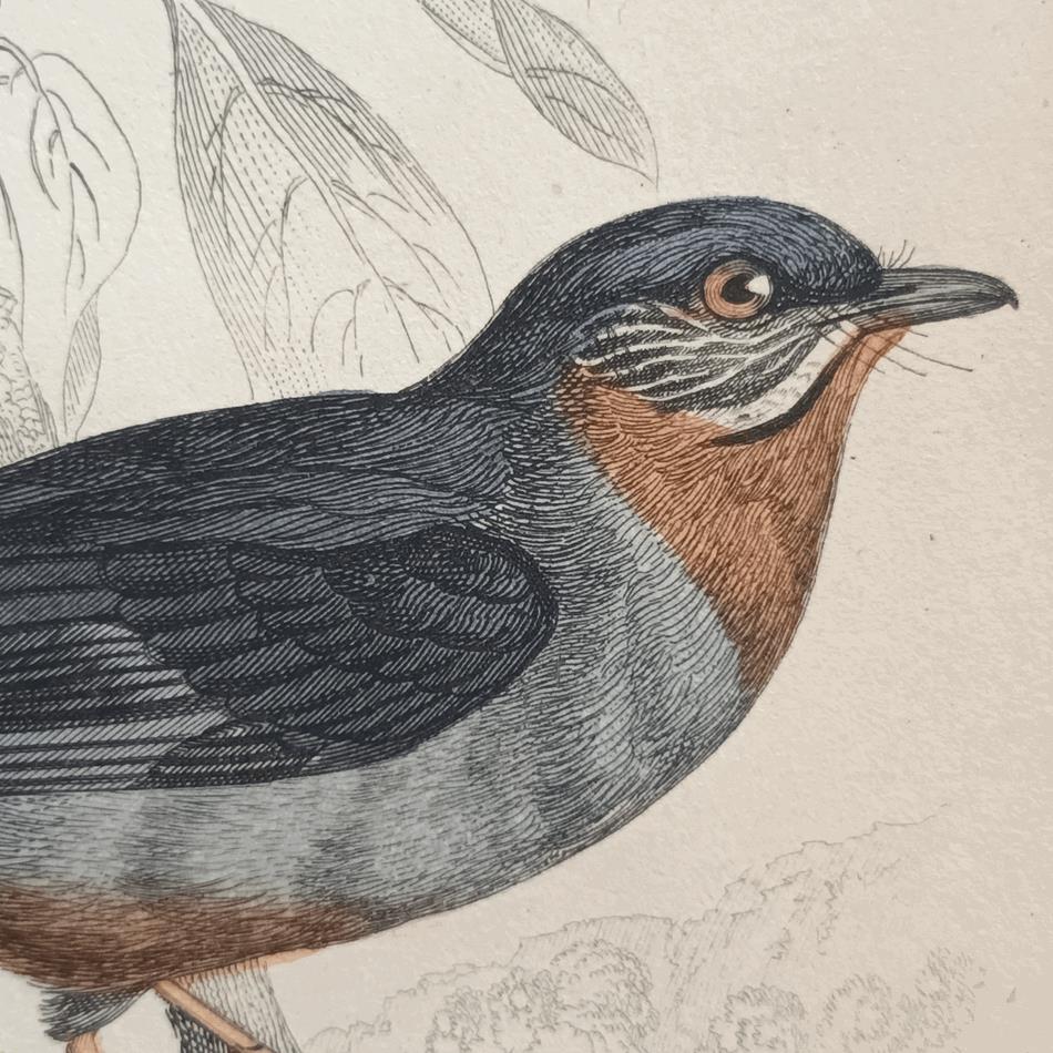 A Set Of 19th Century Framed Bird Engravings By William Swainson