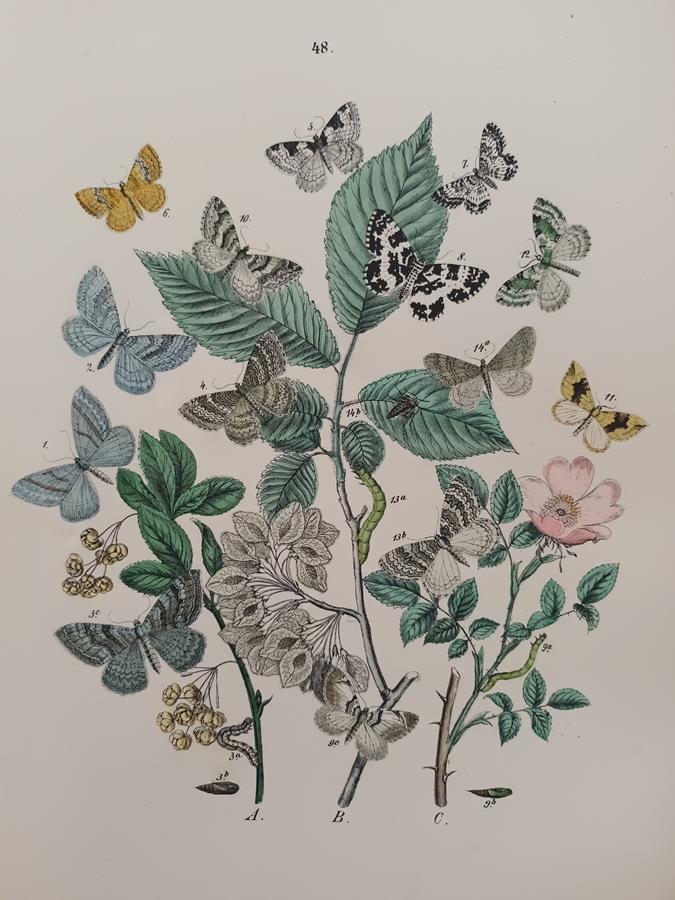 A Set Of Oval Framed Butterfly Prints