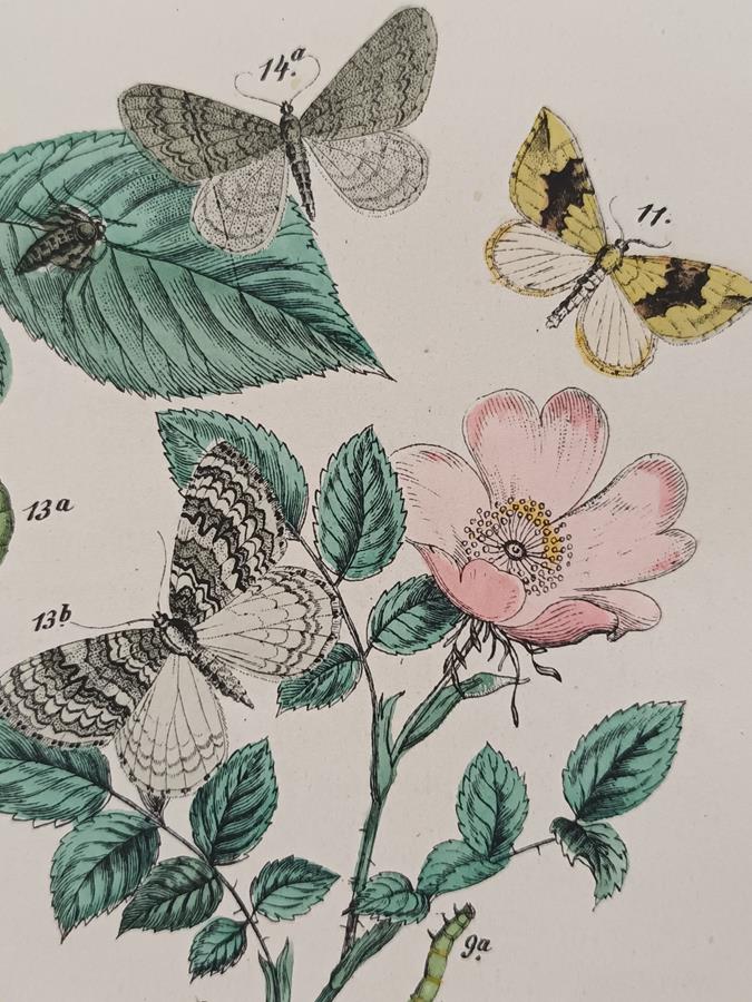 A Set Of Oval Framed Butterfly Prints