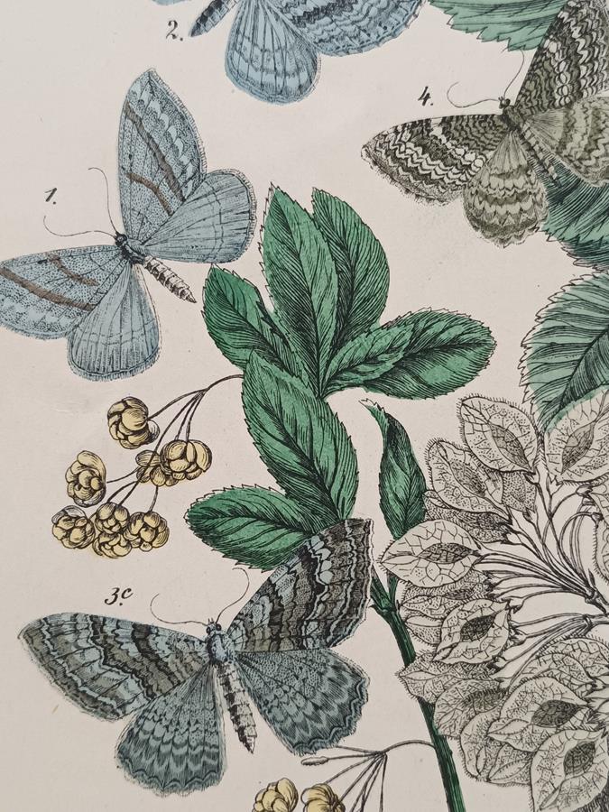 A Set Of Oval Framed Butterfly Prints