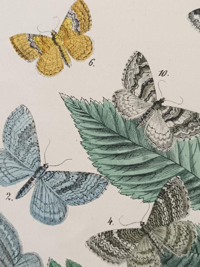 A Set Of Oval Framed Butterfly Prints