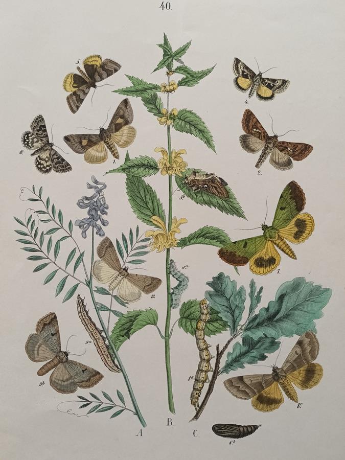 A Set Of Oval Framed Butterfly Prints