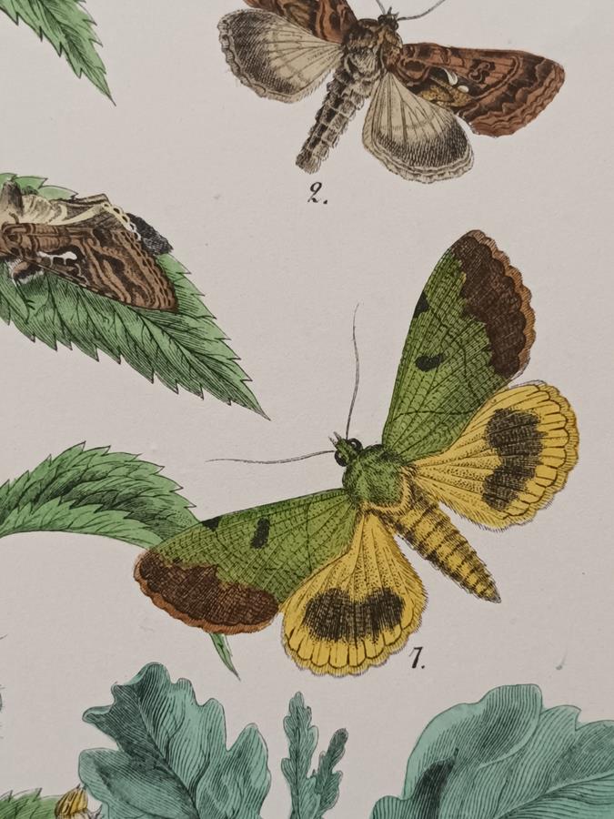 A Set Of Oval Framed Butterfly Prints