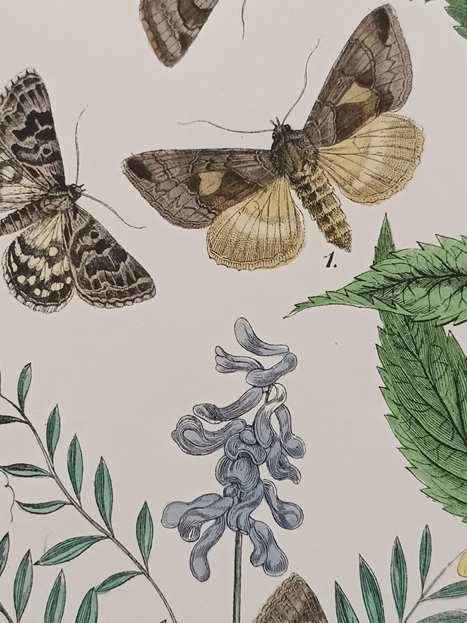 A Set Of Oval Framed Butterfly Prints