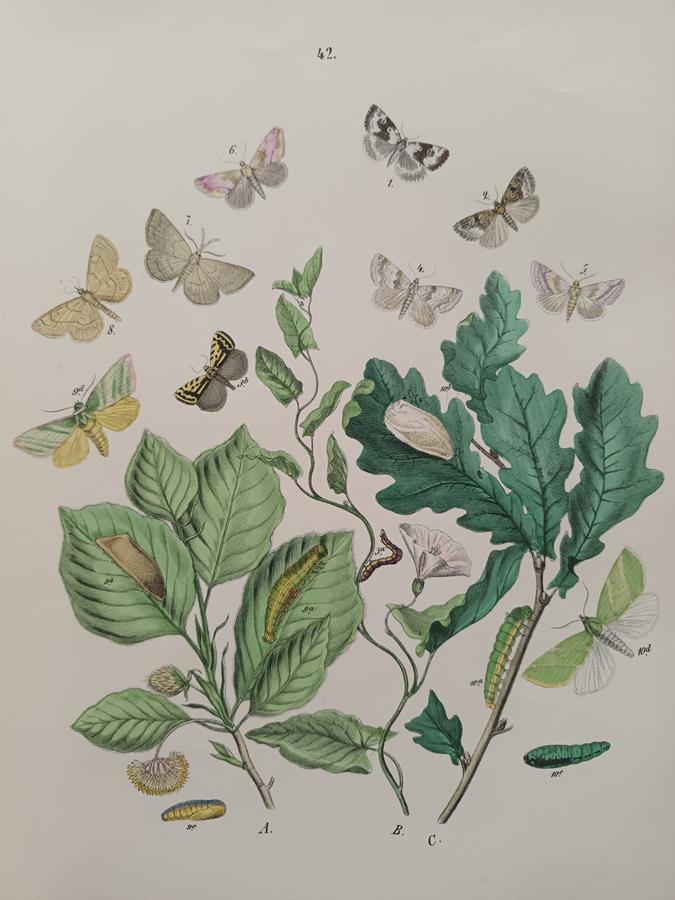 A Set Of Oval Framed Butterfly Prints