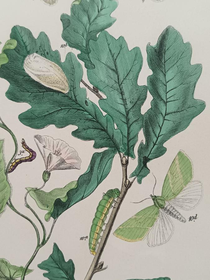 A Set Of Oval Framed Butterfly Prints