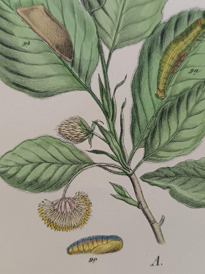 A Set Of Oval Framed Butterfly Prints