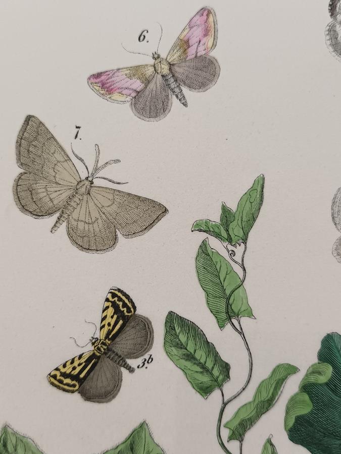 A Set Of Oval Framed Butterfly Prints