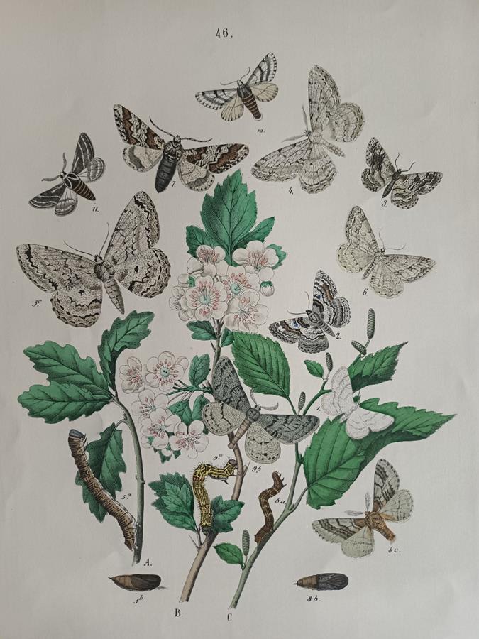A Set Of Oval Framed Butterfly Prints