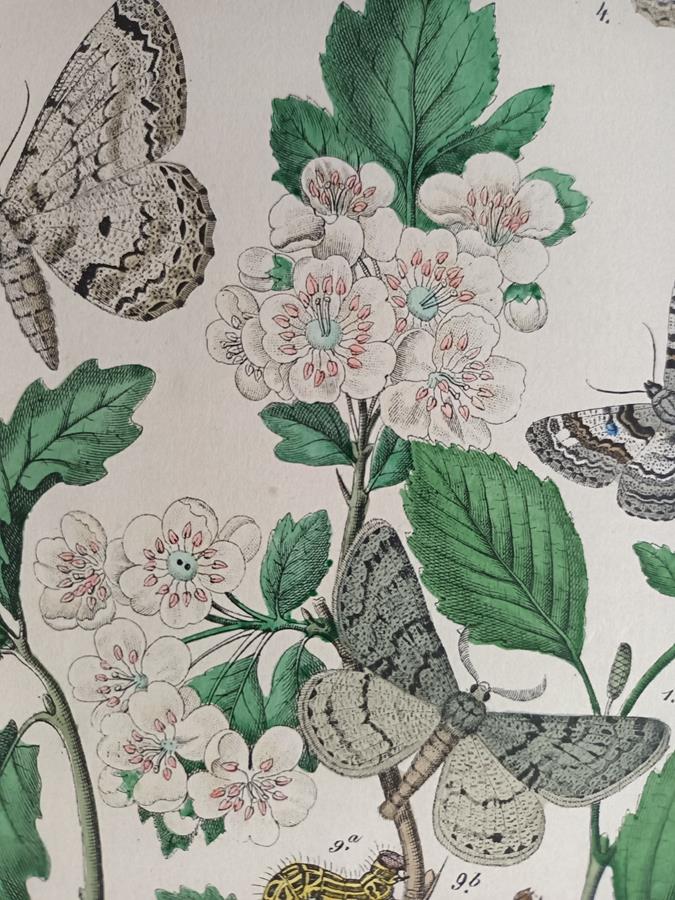 A Set Of Oval Framed Butterfly Prints