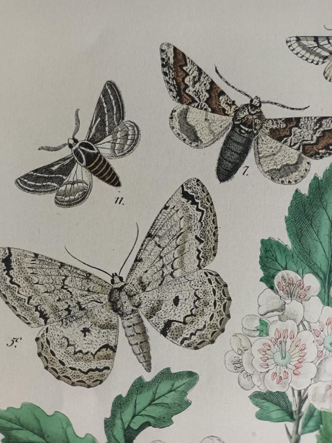 A Set Of Oval Framed Butterfly Prints