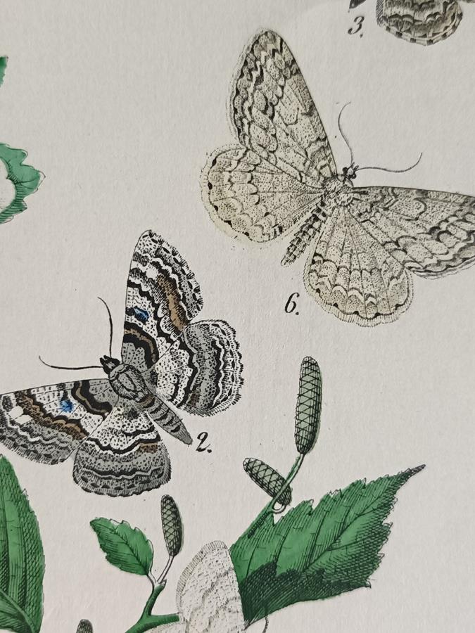 A Set Of Oval Framed Butterfly Prints