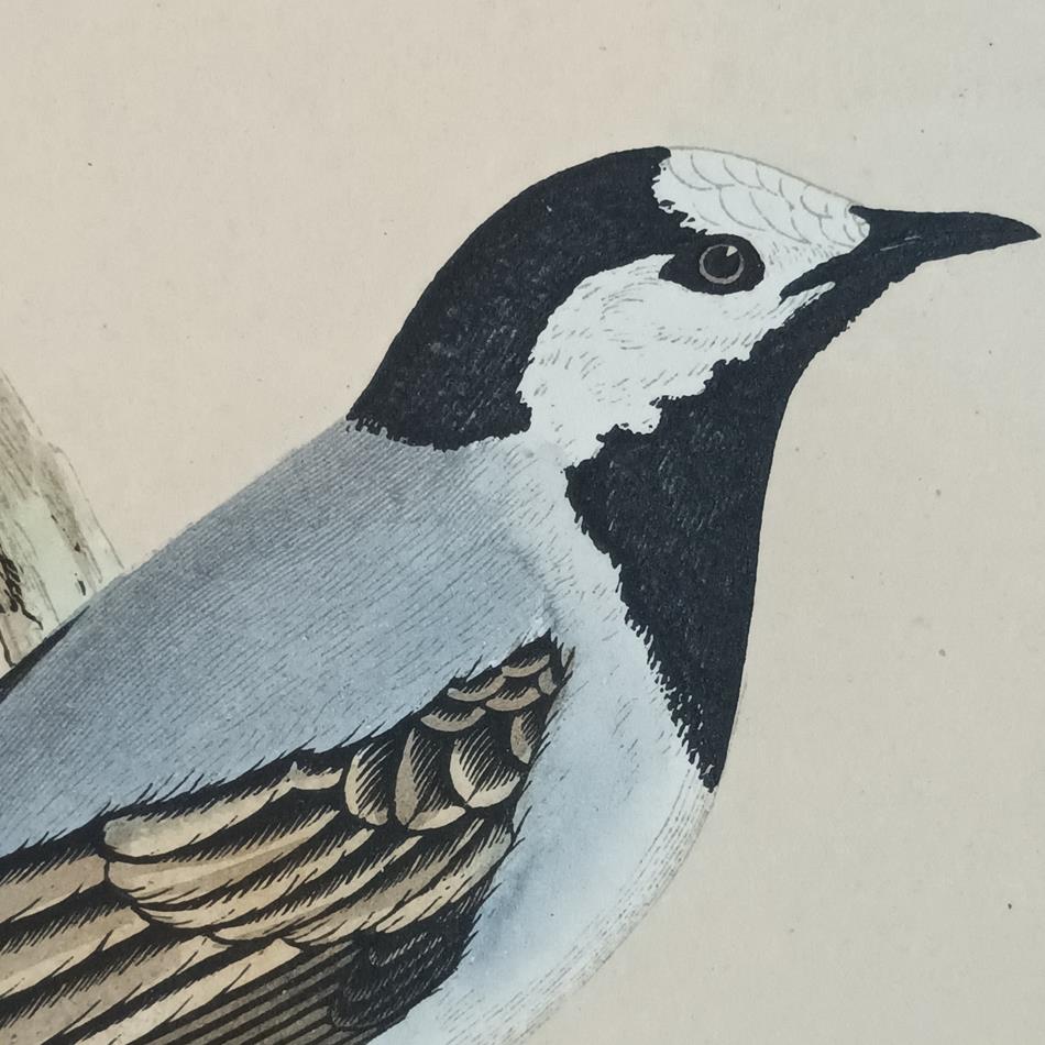 A Pair Of 19th Century Framed Bird Prints
