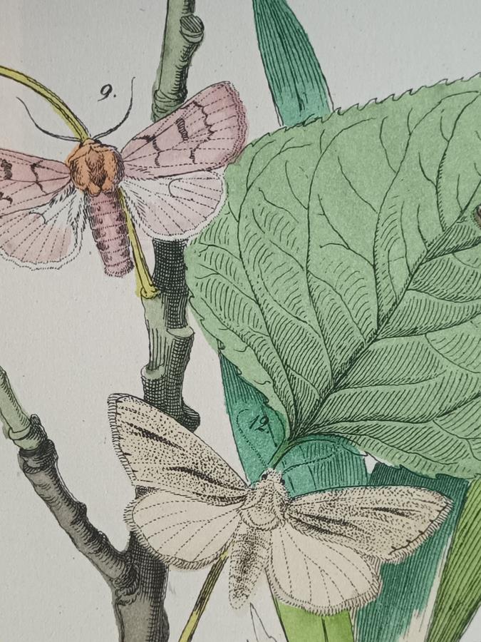 A Set Of Oval Framed Butterfly Prints