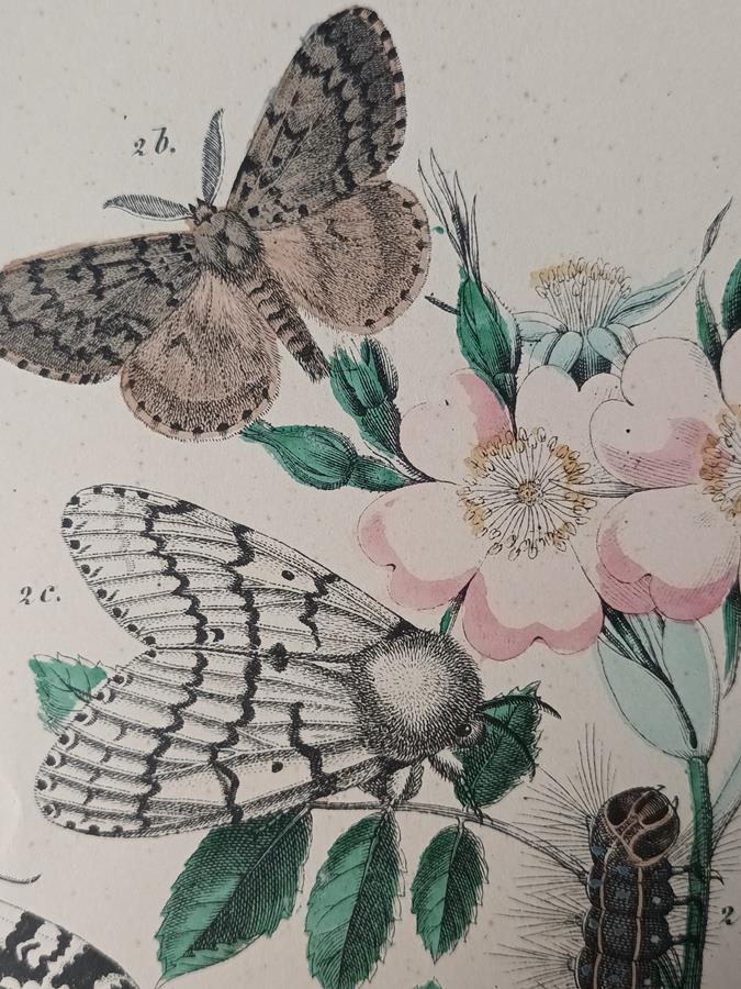 A Set Of Oval Framed Butterfly Prints