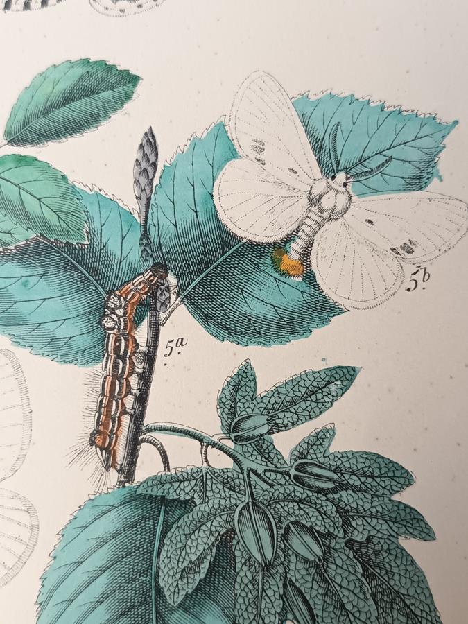 A Set Of Oval Framed Butterfly Prints