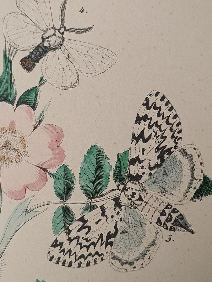 A Set Of Oval Framed Butterfly Prints