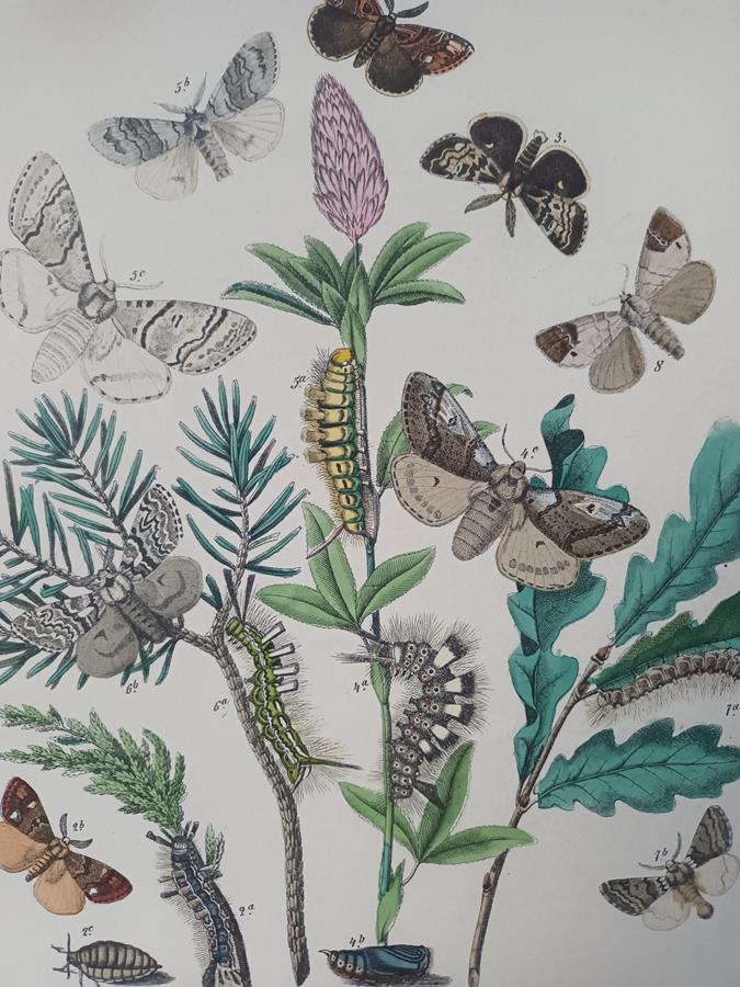A Set Of Oval Framed Butterfly Prints