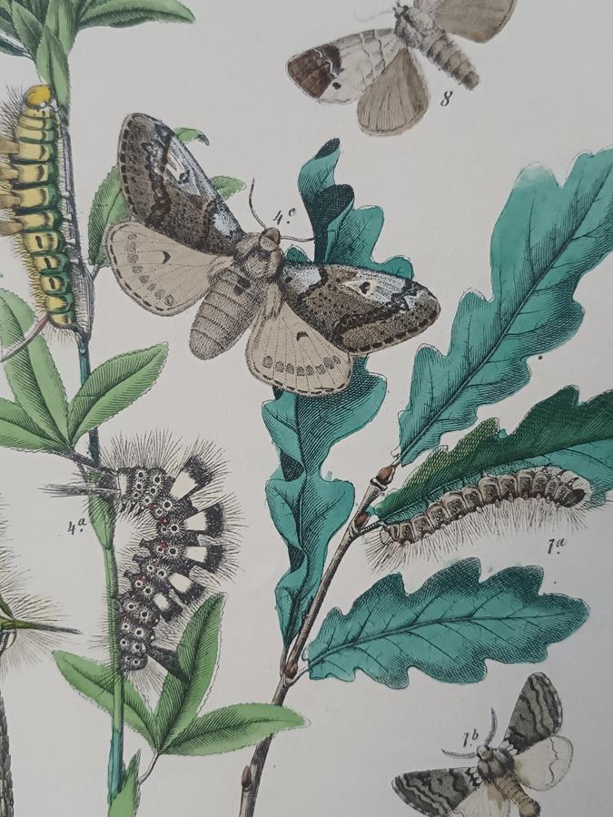 A Set Of Oval Framed Butterfly Prints