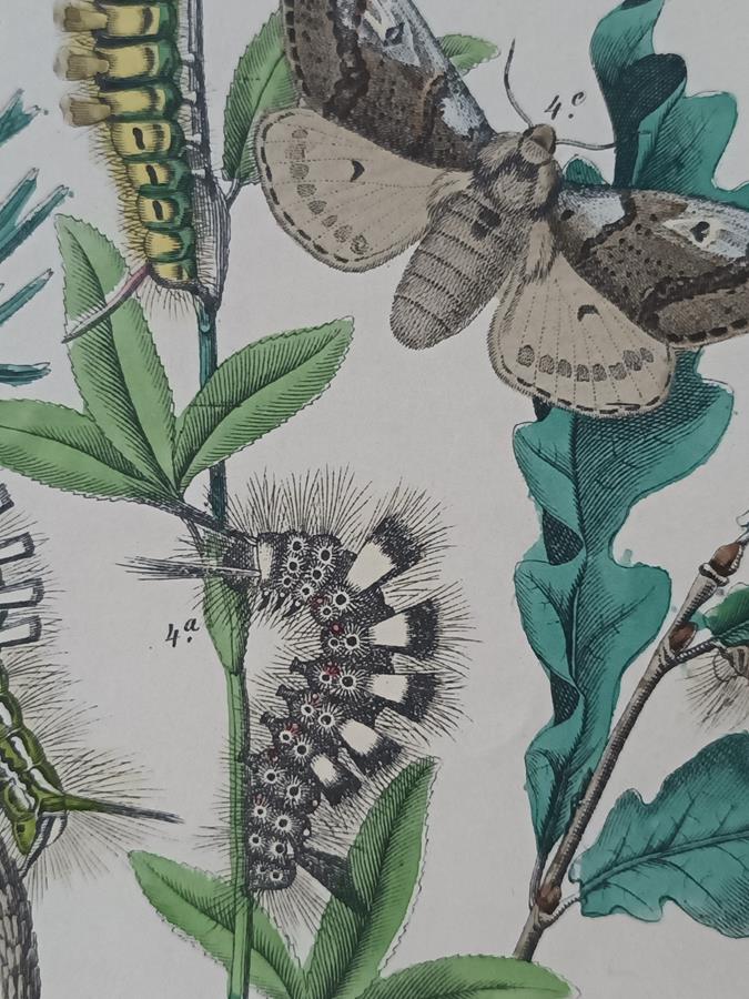 A Set Of Oval Framed Butterfly Prints