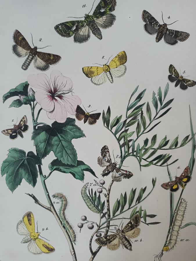A Set Of Oval Framed Butterfly Prints