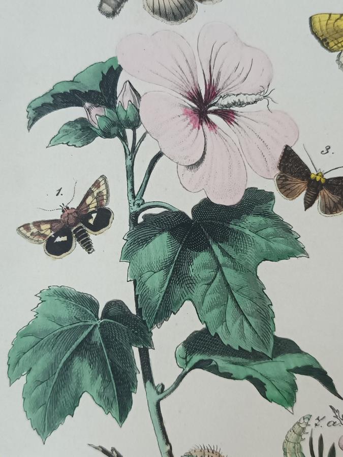 A Set Of Oval Framed Butterfly Prints