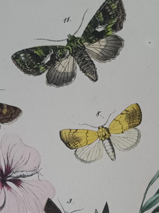 A Set Of Oval Framed Butterfly Prints
