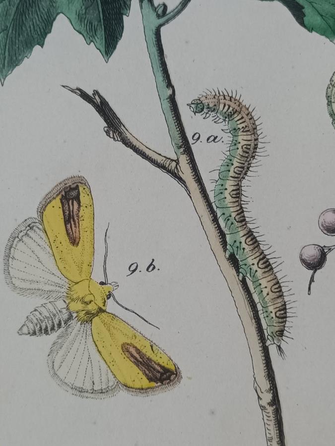 A Set Of Oval Framed Butterfly Prints
