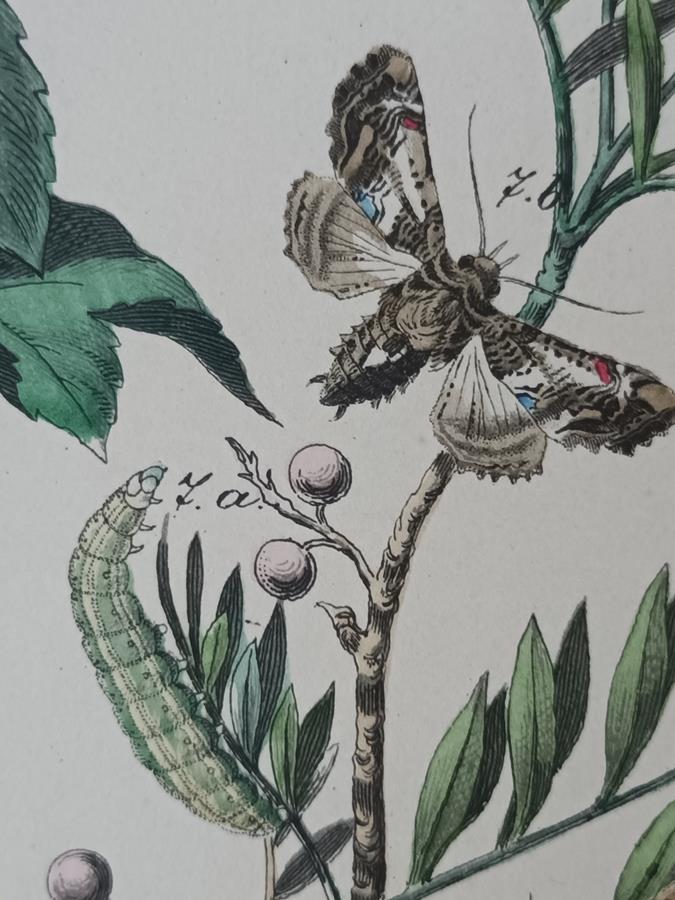 A Set Of Oval Framed Butterfly Prints