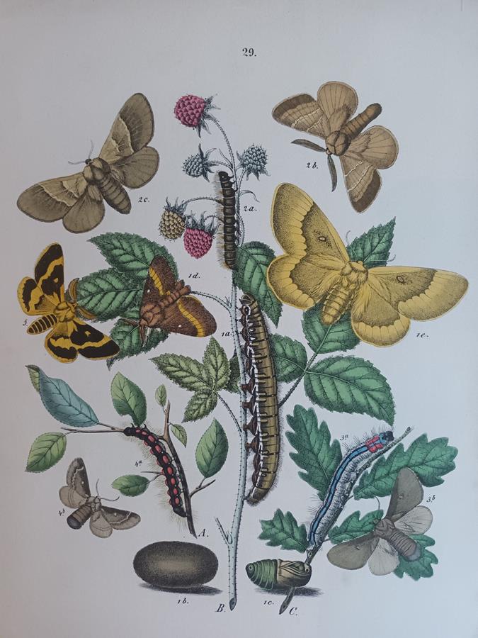 A Pair Of Framed 19th Century Butterfly Prints