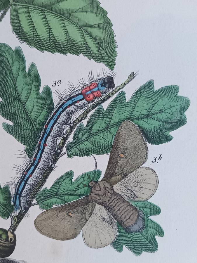 A Pair Of Framed 19th Century Butterfly Prints