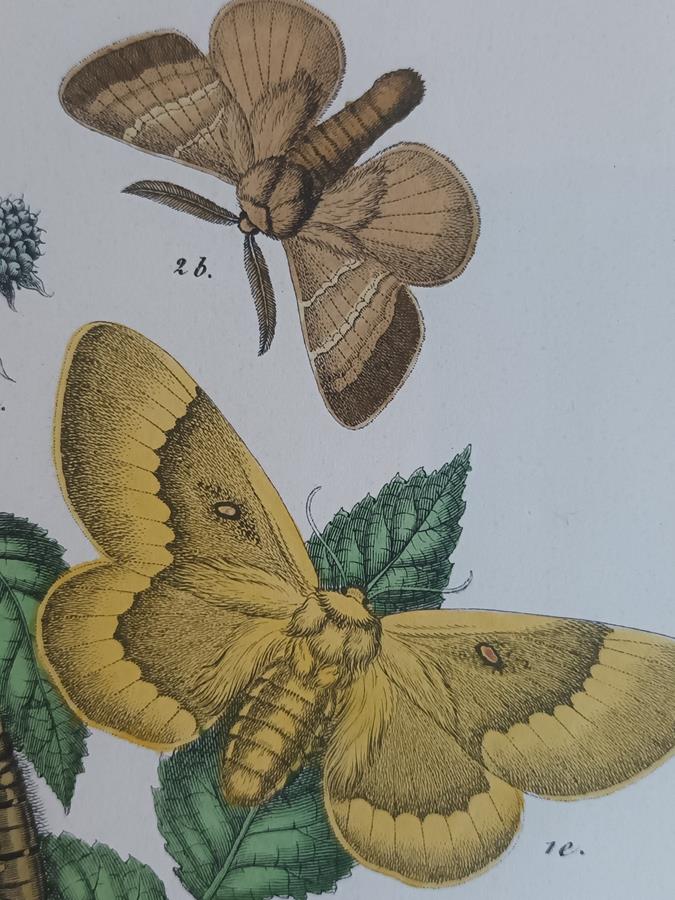 A Pair Of Framed 19th Century Butterfly Prints
