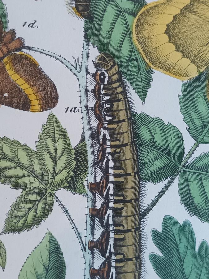 A Pair Of Framed 19th Century Butterfly Prints