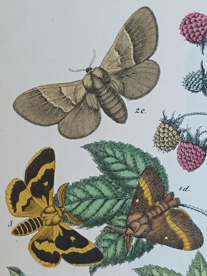 A Pair Of Framed 19th Century Butterfly Prints