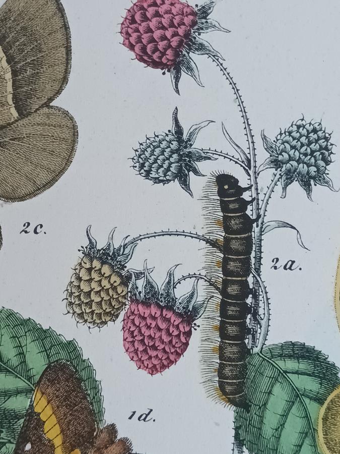 A Pair Of Framed 19th Century Butterfly Prints