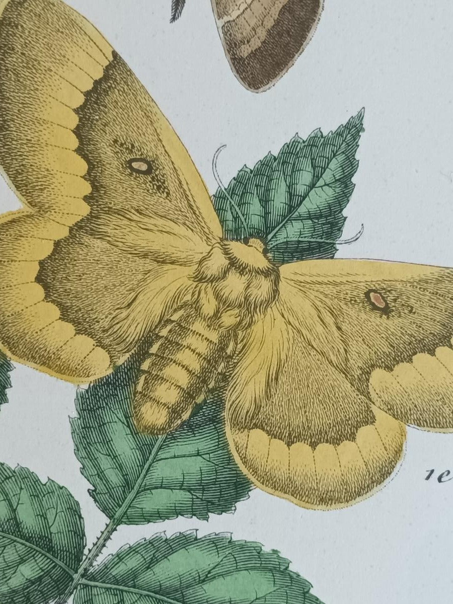 A Pair Of Framed 19th Century Butterfly Prints